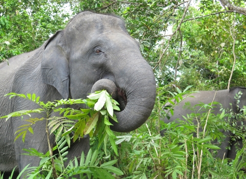Closeup of female Asian elephant feeding on leaves