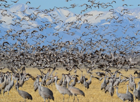 Greater sandhill cranes fill the land and air at Monte Vista National Wildlife Refuge in Colorado