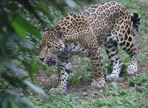 Jaguar