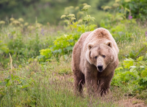 Kodiak brown bear strolling in a open prairie