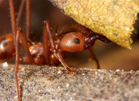 Leaf Cutter ant on tree branch holding a particle leaf. 
