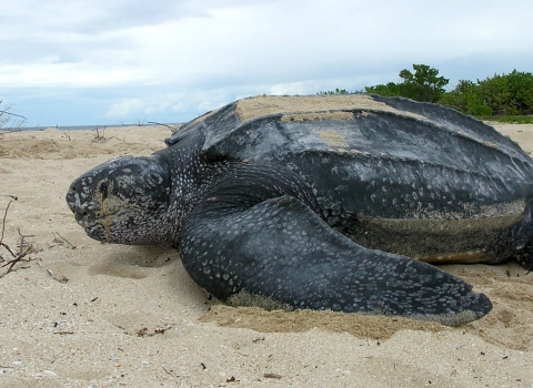 Leatherback sea turtle at Sandy Point National Wildlife Refuge