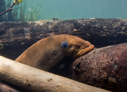 Underwater photo of a lamprey attaching itself to a log. 