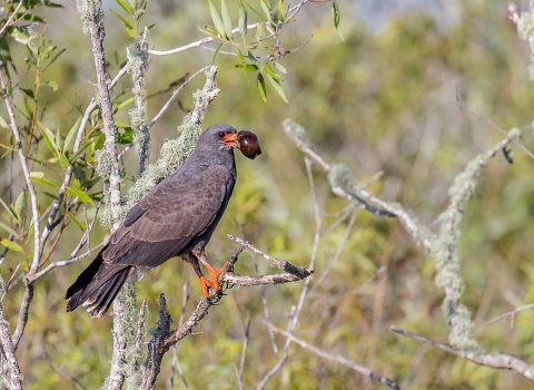 Snail Kite on a tree branch with apple snail in it's mouth. 