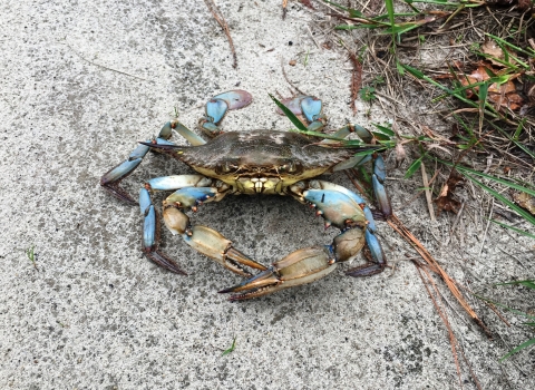 A large blue crab sitting on a concrete slab