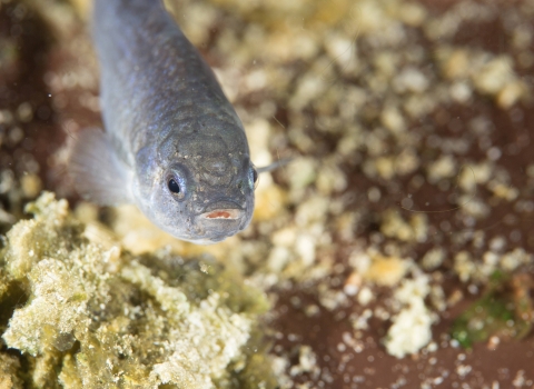 small pupfish swimming with coral in background