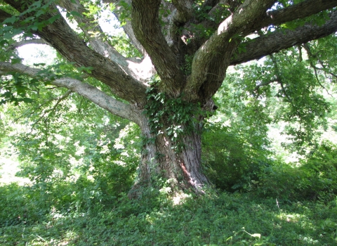 Large oak tree at Big Oaks NWR