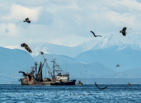Birds surround two herring fishing boats