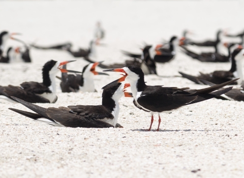 a pair of black and white birds with orange bills on a beach with one chick