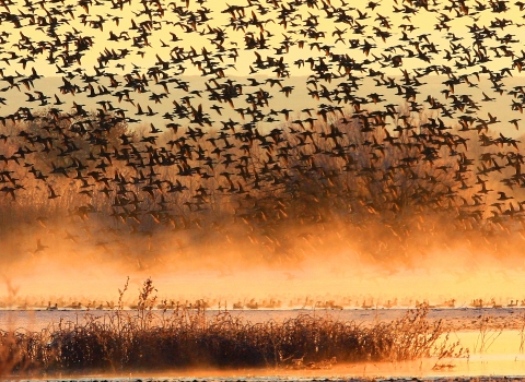 A big flock of ducks flies in the orange light of sunset.