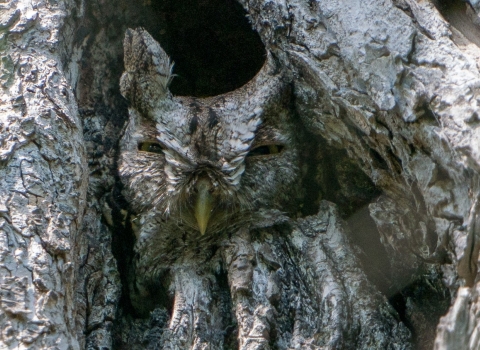 an owl sitting in a cavity of a tree with coloration similar to the tree bark