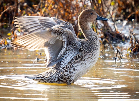 A brown and white female pintail stands in water with outstretched wings.