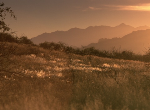 grasses glow in the golden hour of sunset with mountains stretching behind