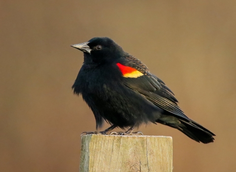 Black bird with red area on wings