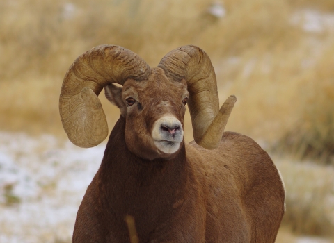 Adult big horn sheep