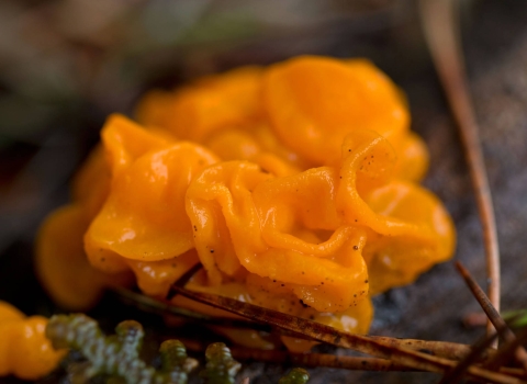 A closeup view of an orange slimy Witches' Butter fungus.