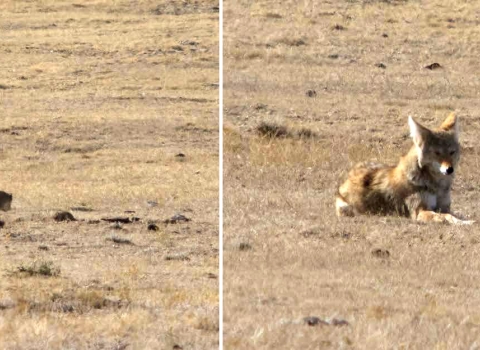 2 photos: left: coyote and badger trot through field; right: pair lie down