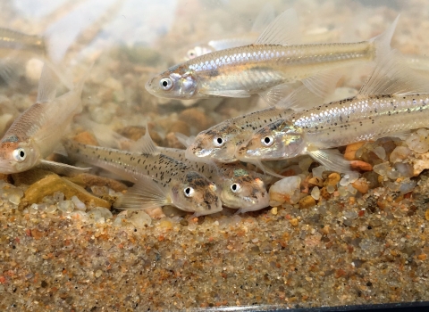 eight small tan fish at the bottom of a tank
