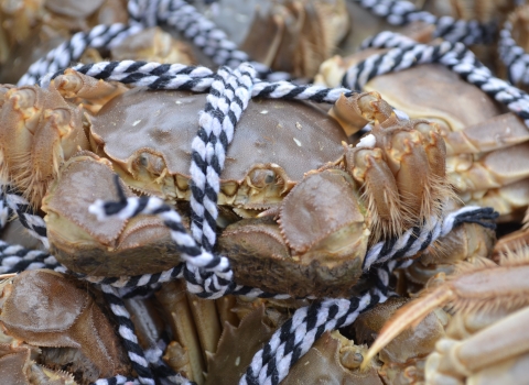 bunch of mitten crabs tied up