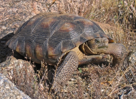 An adult Sonoran desert tortoise sits in a grassy patch.