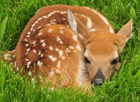 spotted fawn curled up in grass