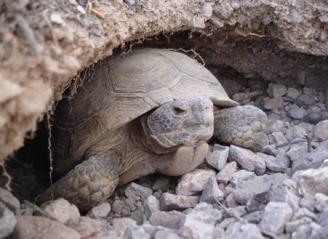 Mojave Desert Tortoise facing out of burrow