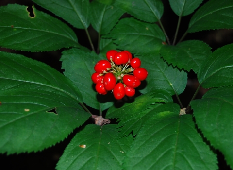 American ginseng plant, showing green leaves and bright red berries