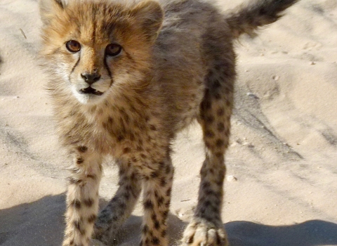 Cheetah cub in desert