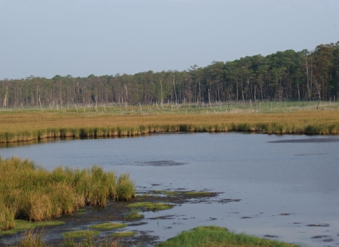 A salt marsh with some bare patches 