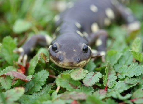 A face-shot of California tiger salamander on top of green groundcover