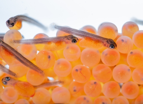 Rainbow trout eggs and sacfry