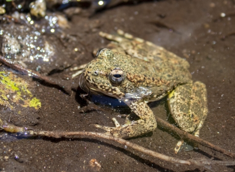 An olive green frog sits partially covered by shallow water