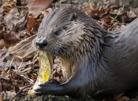 When you're enjoying exploring Pocosin Lakes National Wildlife Refuge be sure and keep an eye in the canals, ponds and other water areas for the North American River Otter. 