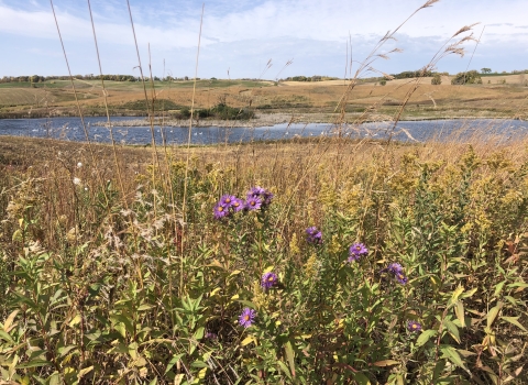New England aster in bloom with big bluestem and a large wetland in the background studded with trumpeter swans