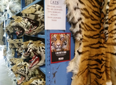 Confiscated tiger heads, pelts, and other illegal wildlife products housed at the U.S. Fish and Wildlife Service's National Wildlife Property Repository