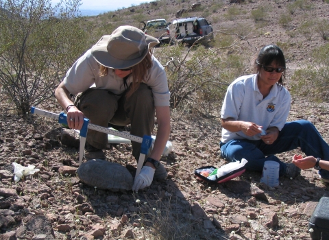 Biologists measuring desert tortoise