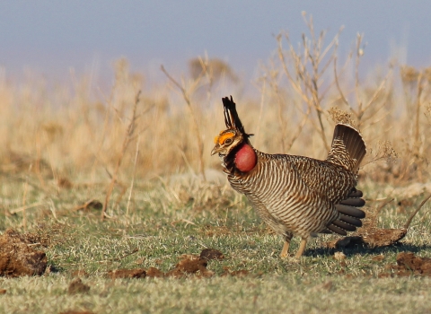 Lesser prairie-chicken on a lek in the Red Hills of Kansas