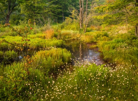 A bog surrounded by green vegetation with trees in the background.