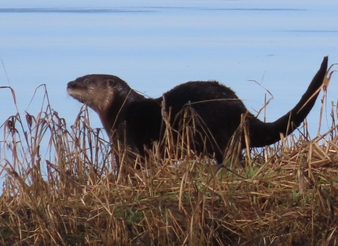 Brown otter stands in grass looking around