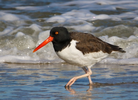Black-headed brown and white shorebird with bright red-orange bill wading in ocean edge water