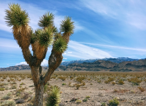 Joshua tree with mountains in the distance