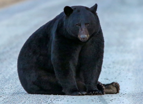 Large black bear sitting in the middle of the road