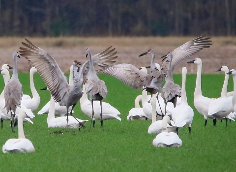 Tall sandhill cranes intermingle with white tundra swans