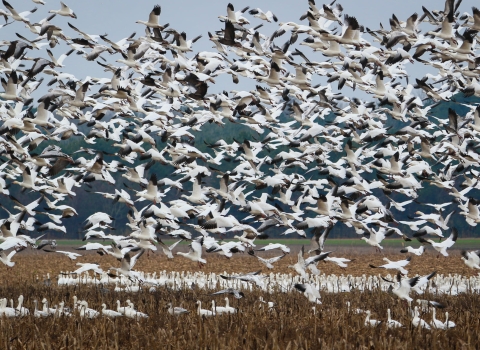 Dozens of white and black snow geese fill the sky