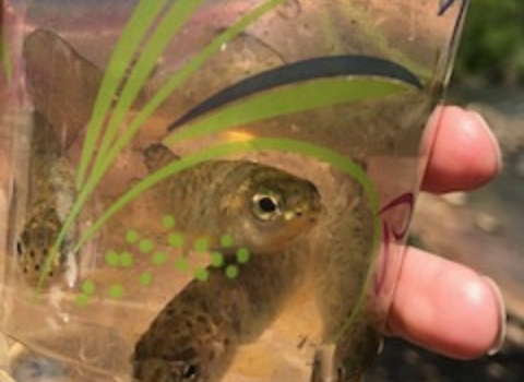 Trout in the Classroom program 