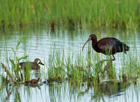White Faced Ibis and Blue Wing Teal