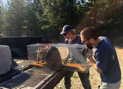 2 men in t-shirts peer into a rectangular cage as they slide it into the back of a pickup, with a beaver inside the cage.