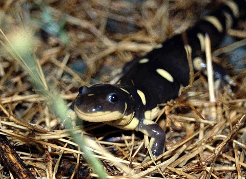 A California tiger salamander on top of dead grass looks toward the camera