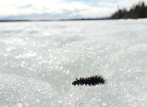 a black fuzzy caterpillar walks across the snow