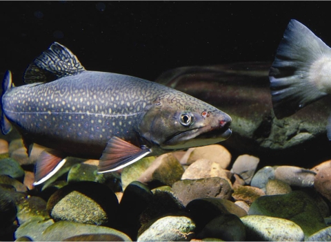 A close-up shot of an Eastern brook trout in front of large, rocky substrate.